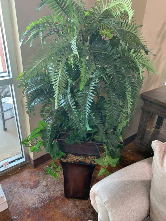 Picture of 4 ft Three Head Fern